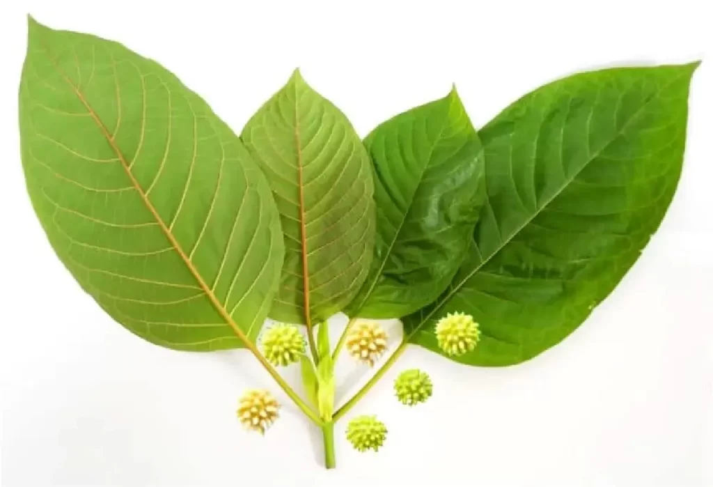 buy kratom on line